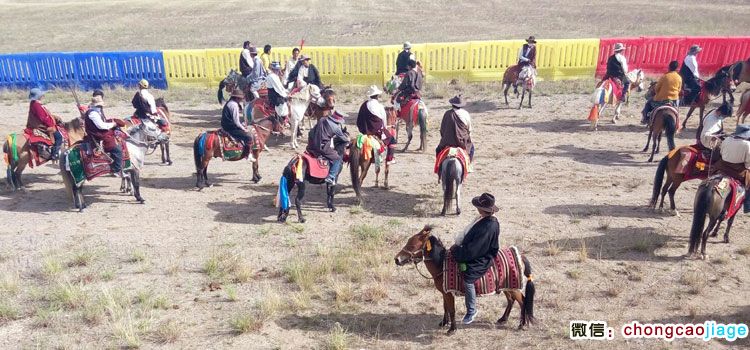 参加赛马比赛的藏族骑手们