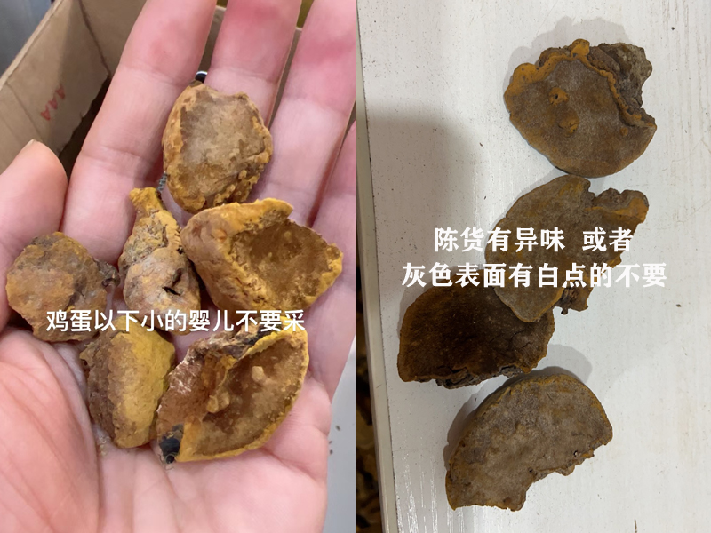 婴儿桑黄和陈货桑黄